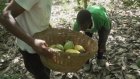 Le Ghana augmente le prix du cacao de 50 % pour soutenir les producteurs et lutter contre la contrebande