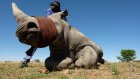 Le programme de réintroduction de 2000 rhinocéros blancs débute en Afrique du Sud