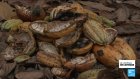 La filière du cacao traverse une crise au Ghana alors que les prix flambent