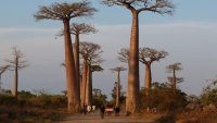 Madagascar: une nouvelle étude rebat les cartes sur les origines des baobabs