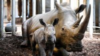 Quarante rhinocéros d'élevage réintroduits dans la nature en Afrique du Sud