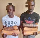 Trois présumés trafiquants d'ivoire interpellés à Lastoursville et Koula-Moutou
