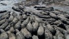 Au Botswana, la sécheresse est critique pour les hippopotames, une espèce en grand danger