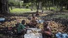 Madagascar: la logistique joue les trouble-fête dans la filière cacao