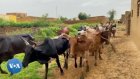 Mali : les défis de l'insécurité et le vol de bétails