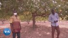Noix de cajou ivoirienne : Qualité décriée, clients absents, producteurs en colère