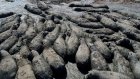 Des hippopotames piégés par la sécheresse au Botswana