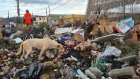 Madagascar: la rage fait son retour, les autorités veulent s’attaquer aux chiens errants