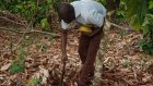 En Côte d’Ivoire, l’interminable combat des planteurs de cacao