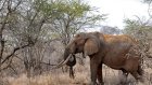 Tanzanie: la délivrance de nouveaux permis de chasse à l'éléphant inquiète les ONG kényanes