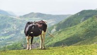Comment l’Algérie veut accroître sa production de lait en poudre avec l’expertise qatarienne