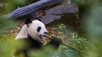 Beauval: derniers adieux émus du public, avant le retour des pandas en Chine mardi