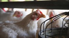 Cameroun: une nouvelle usine d’aliments pour les élevages avicoles
