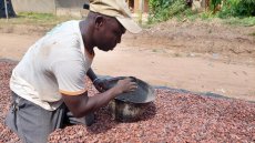 Le cours du cacao au plus haut ne profitera pas tout de suite aux producteurs