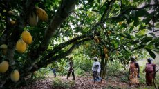 Côte d’Ivoire: des cartes électroniques pour le traçage du cacao et contre la déforestation