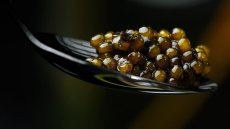Trois expatriés français produisent du caviar à Madagascar