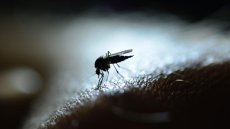 En Afrique, la transmission du paludisme pourrait baisser avec le changement climatique