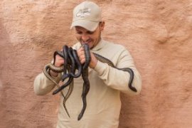 26 bébés anacondas sont nés cette nuit à Crocoparc Agadir, au Maroc