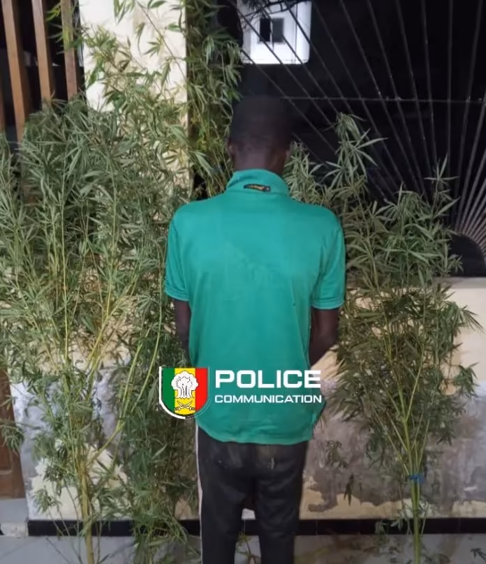 Diourbel : Un homme interpellé, il cultivait du cannabis dans sa cour