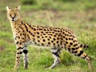 Le serval court toujours à Tanger, les explications de l'Agence nationale des eaux et forêts