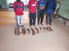 Quatre trafiquants arrêtés avec 14 défenses d'éléphants à Makokou