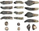 Découverte record de dents de dinosaures vieilles de 168 millions d’années près de Boulemane