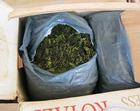 Dakar : un ressortissant éthiopien interpellé avec 3 kg de khat
