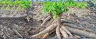 Penda Sarr appelle à investir dans la filière manioc pour la souveraineté alimentaire et l’emploi
