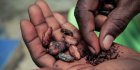 Face aux difficultés de la filière cacao, la Côte d’Ivoire et le Ghana revalorisent le prix payé aux planteurs