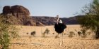 Le Tchad retire la gestion de ses parcs naturels à l’ONG sud-africaine African Parks