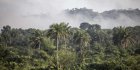 La ruée des Emirats arabes unis sur les forêts africaines