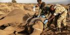 Au Kenya, la mort préoccupante d’éléphants, victimes de mystérieux empoisonnements