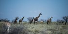 Namibie : l’une des plus grandes réserves animalières d’Afrique menacée par un incendie gigantesque