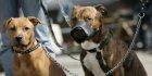 Chiens dans les quartiers résidentiels : l’OPGI tire la sonnette d’alarme