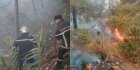 Feux de forêt en Algérie : plus de 12 incendies en moins de 24h