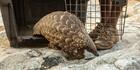 L’Afrique continue de se vider de ses pangolins pour les besoins de la médecine chinoise