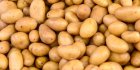 Pomme de terre en Algérie : les agriculteurs saluent une année de production exceptionnelle