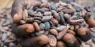 En Côte d’Ivoire, le prix du cacao fixé à un niveau record