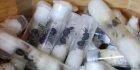 Au Kenya, deux Belges jugés pour trafic de fourmis reines