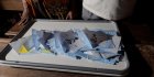 Election présidentielle au Cameroun : pour le pouvoir, Issa Tchiroma Bakary « n’a pas gagné »