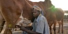 En Mauritanie, les éleveurs tentent d’imposer leur voix dans la filière laitière