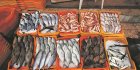 Algérie-Mauritanie : la 1ʳᵉ cargaison de poisson mauritanien débarque dans cette wilaya