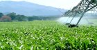 Terres agricoles : Tebboune oppose un NON catégorique à leur déclassification