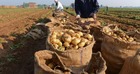 Son prix a atteint 15 DA/kg : L’Algérie débloque enfin l’exportation de la pomme de terre
