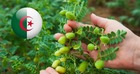 Agriculture : l’Algérie grimpe au 2ᵉ rang arabe dans la production de cette légumineuse stratégique