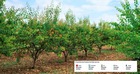 Une production record de ce fruit propulse l’Algérie au top 5 mondial en 2025