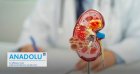Douleur aux reins ? Comprenez les signes des calculs rénaux et leurs causes