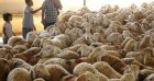 Prix des moutons : l’Algérie parmi les plus chers du monde arabe en 2025