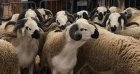 Importation de moutons pour l’Aïd 2026 : l’Algérie a déjà pris sa décision