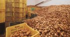 Un trop-plein qui secoue le marché : faut-il lever le gel sur l’export de pommes de terre ?